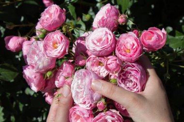 Elindeki güzel taze güller