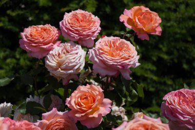 Güzel taze güllerle dolu gül bahçesi