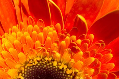 Makro manzaralı güzel renkli doğal bahar çiçekleri