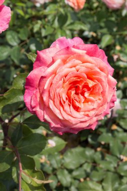 Bahçenin arka planında çiçek açan güzel renkli bir gül.