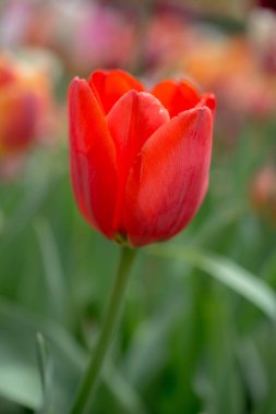 Bahar bahçesinde renkli lale çiçekleri açıyor.