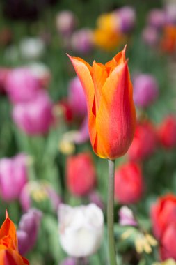 Bahar bahçesinde renkli lale çiçekleri açıyor.