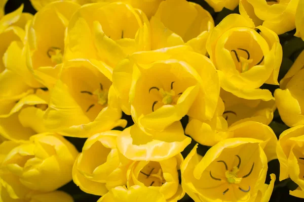 Flores Tulipán Colores Florecientes Jardín Como Fondo Floral —  Fotos de Stock