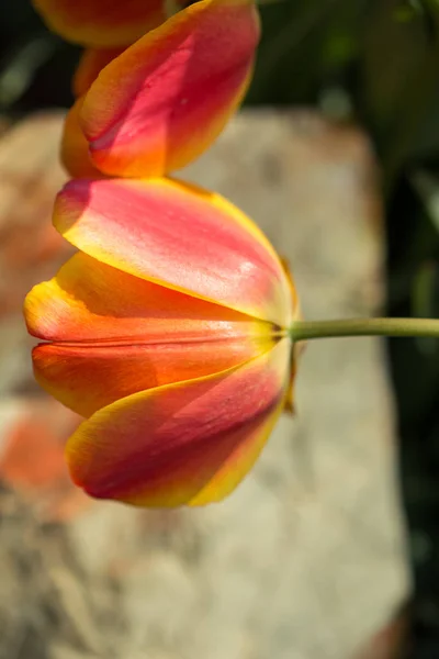 Colorful Tulip Flower Bloom Colorful Background — Stock Photo, Image