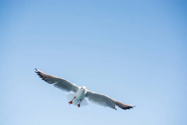 Singel Mås Flyger Blå Himmel Bakgrund — Stockfoto