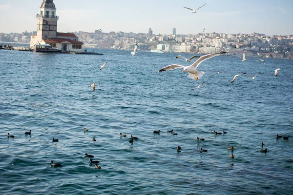 Deniz kıyısında martılar