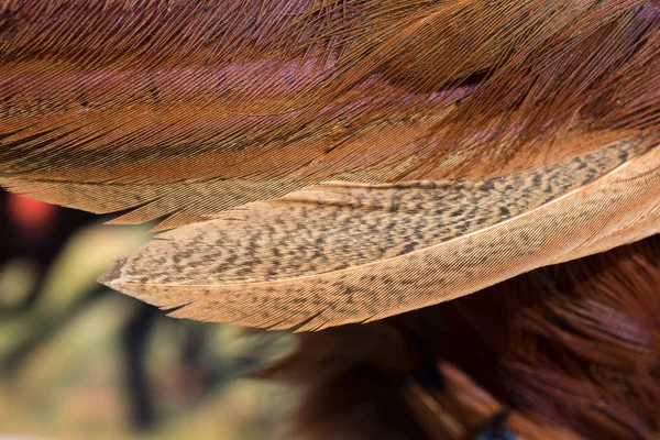 Belles Plumes Oiseaux Des Fins Décoratives — Photo