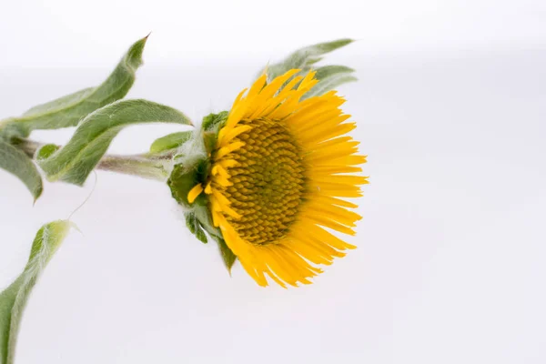 Mano Sosteniendo Una Flor Amarilla Sobre Fondo Blanco —  Fotos de Stock