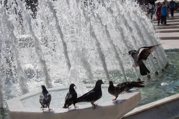 Palomas Ciudad Lado Del Agua Una Fuente — Foto de Stock