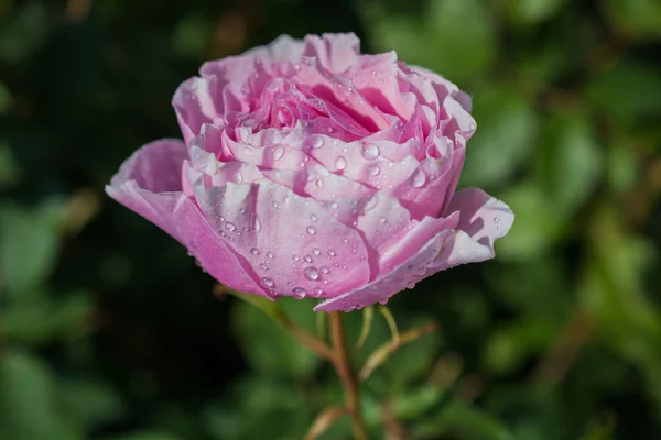 Цветная Роза Каплями Воды — стоковое фото