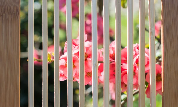 Flor Del Árbol Florecen Hermosas Flores Sobre Fondo — Foto de Stock