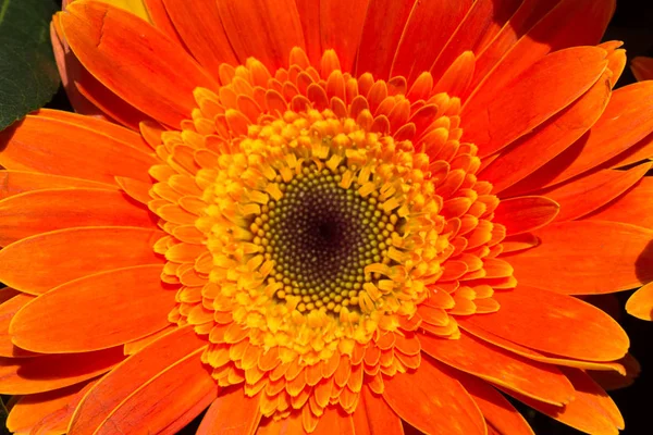 Makro manzaralı güzel renkli doğal bahar çiçekleri