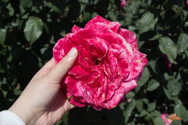Mano Sosteniendo Una Colorida Flor Rosa — Foto de Stock
