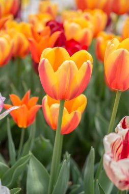 Bahar bahçesinde renkli lale çiçekleri açıyor.