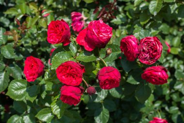 Bahar bahçesinde çiçek açan güzel güller