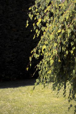 Ağacın bir parçası ve doğal bir arkaplan dokusu olarak yapraklar