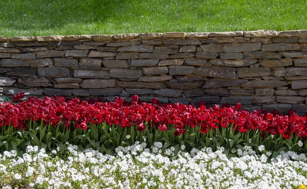 Πολύχρωμα Λουλούδια Τουλίπας Ανθίζουν Στον Κήπο Της Άνοιξης — Φωτογραφία Αρχείου