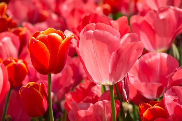 Barevné Tulipánové Květy Kvetou Jarní Zahradě — Stock fotografie