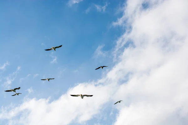 Möwen Fliegen Himmel — Stockfoto