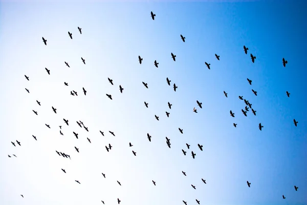 Stado Ptaków Zobaczyć Latające Niebie — Zdjęcie stockowe