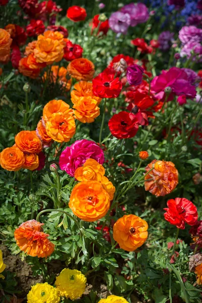 Bahar bahçesinde renkli lale çiçekleri açar.