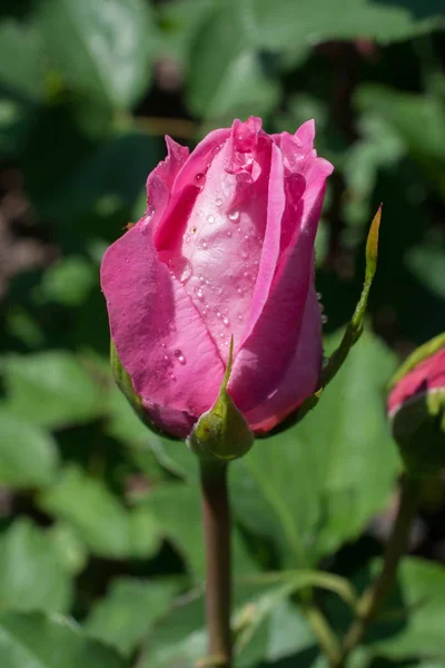 Kwitnące Piękne Kolorowe Pąki Róż Tle Ogrodu — Zdjęcie stockowe