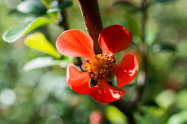 Bahar mevsiminde ağaçlar çiçek açar.