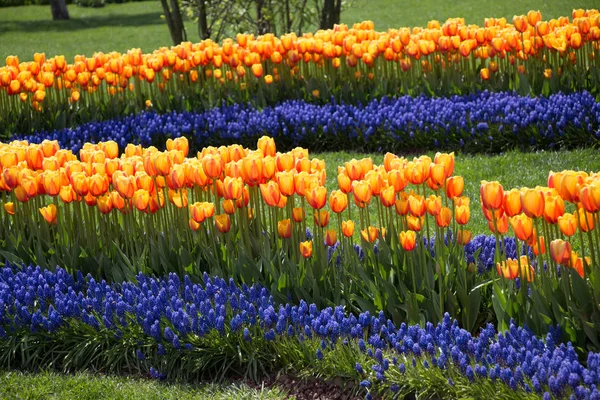 Tulipanes Color Naranja Floreciendo Jardín Primavera — Foto de Stock
