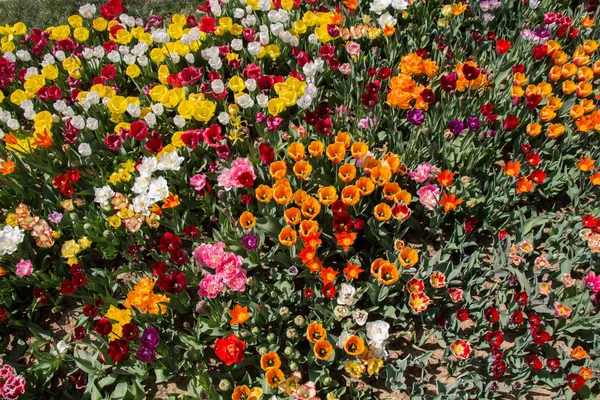 Цветущие Разноцветные Цветы Тюльпана Саду Качестве Цветочного Фона — стоковое фото