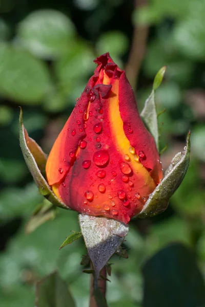 Virágzó Gyönyörű Színes Rózsa Bimbó Kertben Háttér — Stock Fotó