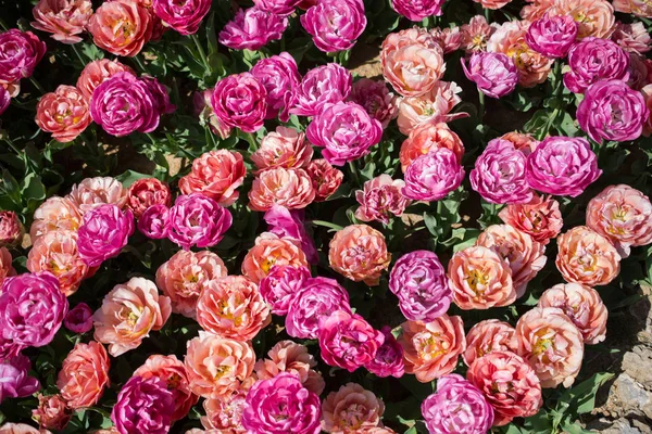 Квітучі Квіти Квіткова Текстура Фону — стокове фото