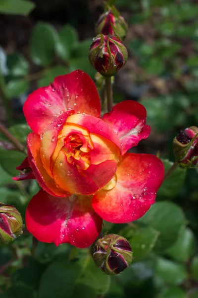 Kvetoucí Krásné Barevné Růže Bud Zahradě Přírody Pozadí — Stock fotografie