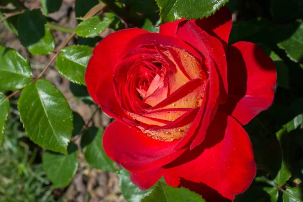美丽多彩的玫瑰在园林自然的背景下绽放 — 图库照片