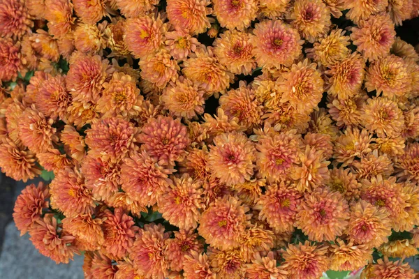 Arka Plan Olarak Güzel Taze Çiçekler — Stok fotoğraf