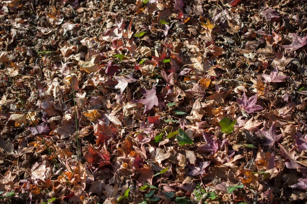 Textur Hintergrund Der Herbstsaison Mit Blättern — Stockfoto