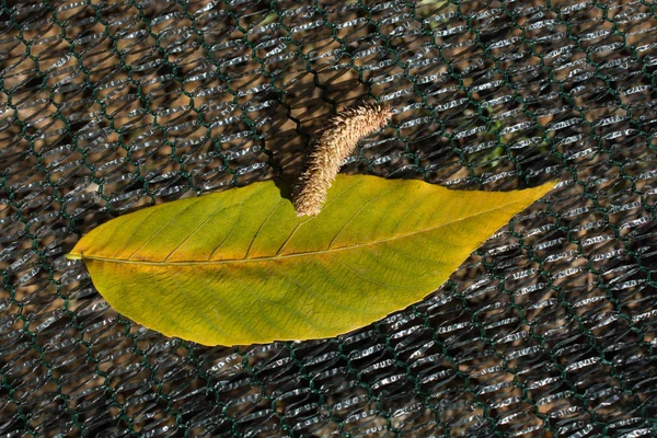 Ein Einzelnes Trockenes Blatt Zur Herbstzeit — Stockfoto