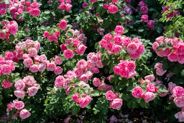 Blühende Schöne Bunte Rosen Als Floraler Hintergrund — Stockfoto