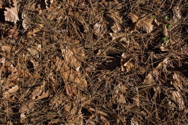 Sonbahar mevsiminin yapraklı dokusu
