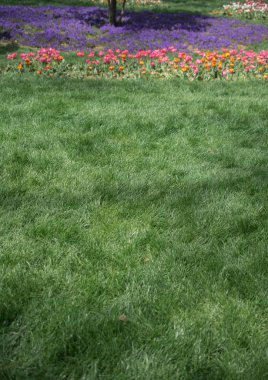 Çiçek açan güzel renkli doğal çiçekler.