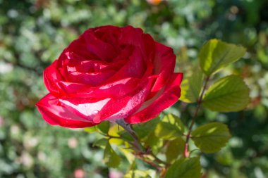 Bahçenin arka planında çiçek açan güzel renkli bir gül.