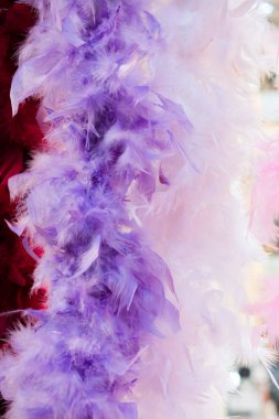 Dekoratif amaçlar için güzel kuş tüyleri