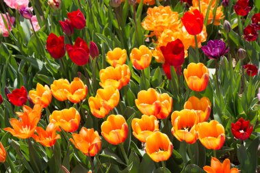 Bahar bahçesinde renkli lale çiçekleri açar.