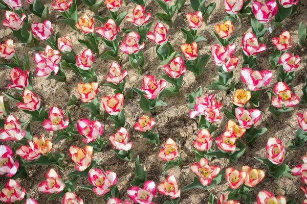 花の背景として庭にカラフルなチューリップの花を咲かせます — ストック写真