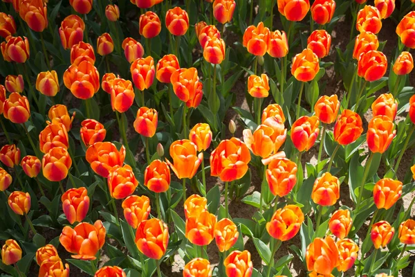 Fleurs Tulipes Colorées Fleurs Dans Jardin Comme Fond Floral — Photo