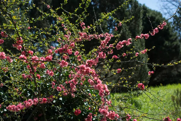 Flor Del Árbol Florecen Hermosas Flores Temporada Primavera —  Fotos de Stock