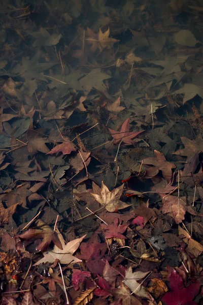 Getextureerde Achtergrond Van Herfst Seizoen Met Bladeren — Stockfoto