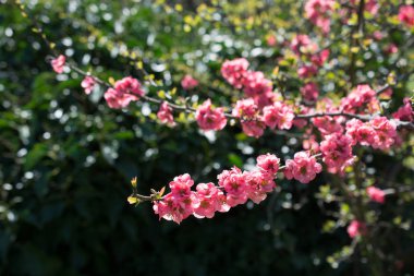 Bahar mevsiminde ağaçlar çiçek açar.