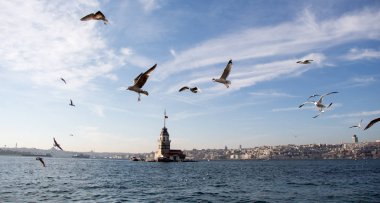 Martılar deniz sularında gökyüzünde uçuyor.
