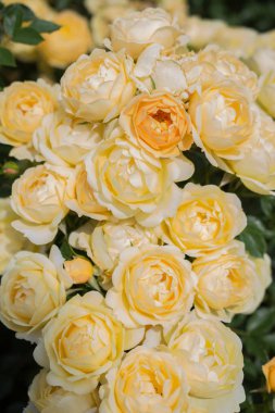 Bahar bahçesinde çiçek açan güzel güller