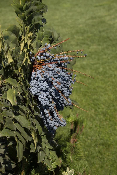 Wilde Vruchten Gevonden Boom Natuur — Stockfoto